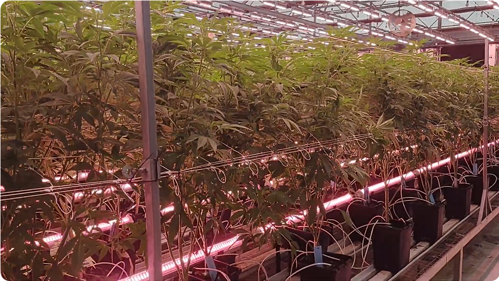 LED GROW LIGHTING SYSTEMS