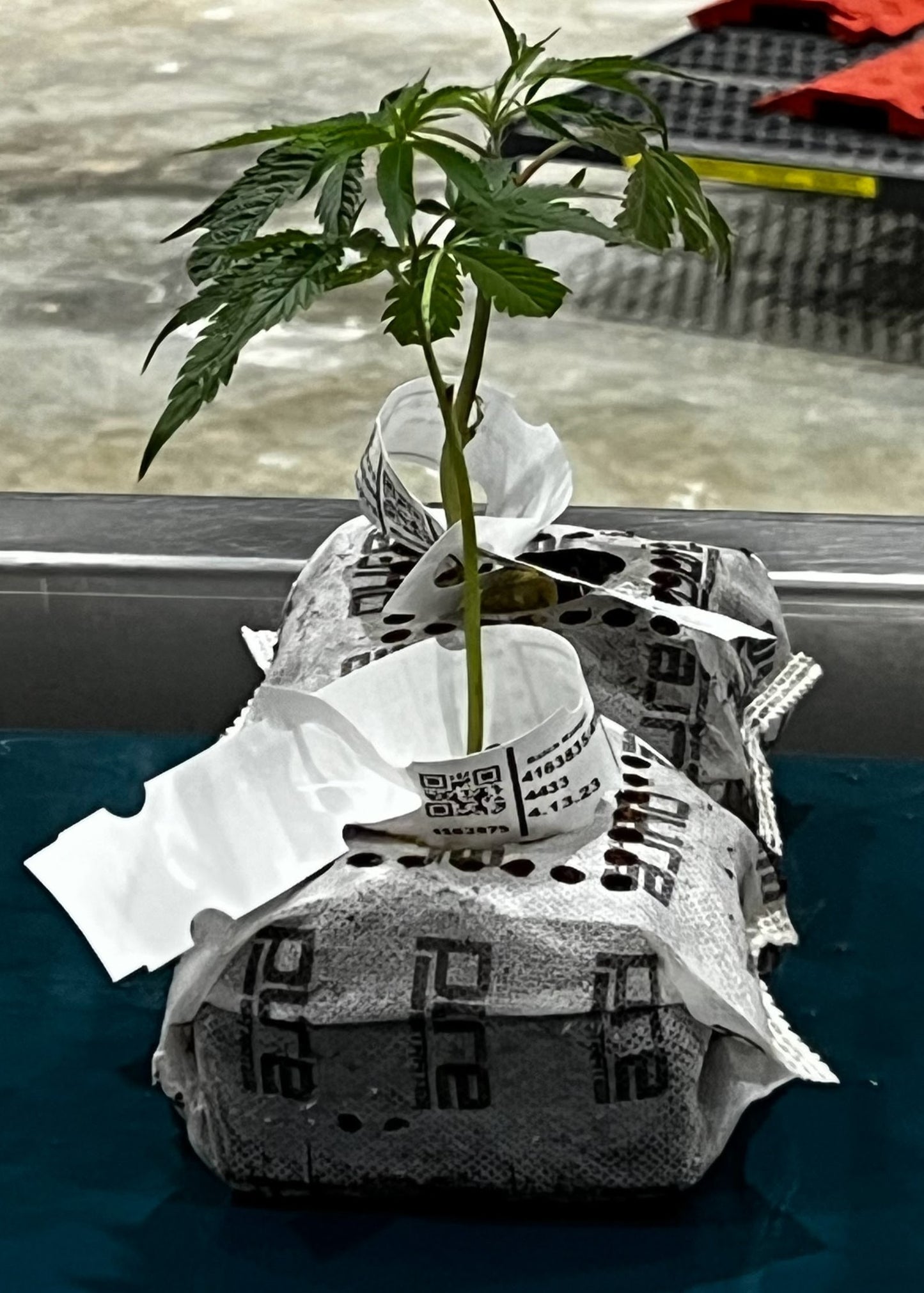 PURE SUBSTRATES® Mesh Coco Starter Block w/Removable Bottom